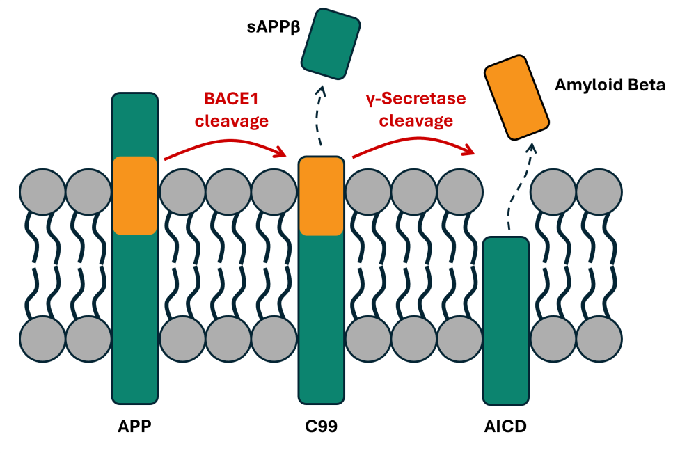 Figure 1. Generation of amyloid beta through APP proteolytic cleavage.