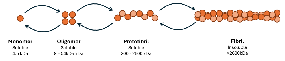 Figure 2. Aggregation of soluble Aβ monomers into insoluble fibrils is a dynamic and concentration dependent process in equilibrium.