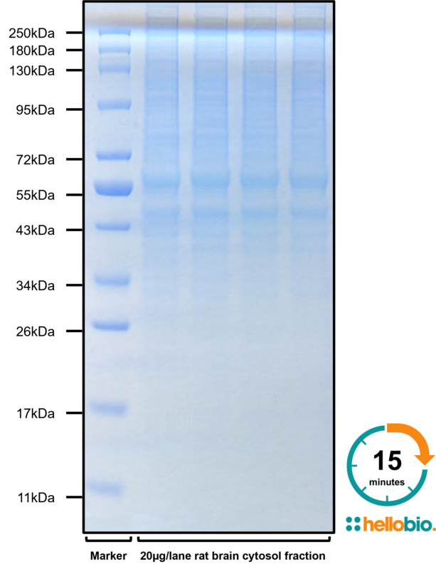 Figure 1. Visualize proteins in as little as 15 minutes with SuperBlot<sup>TM</sup> Rapid Coomassie Staining Solution