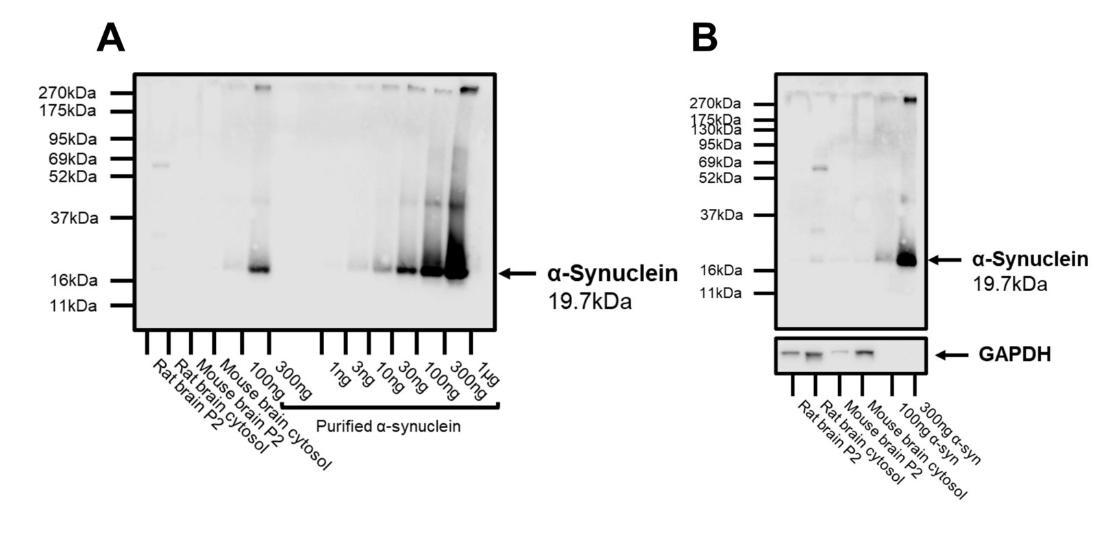 Figure 4. HB6378 staining of native preparations and recombinant α-synuclein.