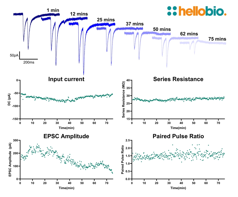 Figure 3. Long term recording of EPSCs in HB9200 aCSF for over 70 minutes