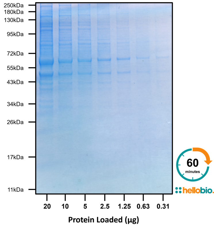 Figure 2. High sensitivity staining in 60 minutes with Rapid Coomassie