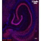 Figure 2. NeuN expressing neurons in the rat hippocampus visualised using HB6498