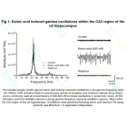 Kainic acid induced gamma oscillations