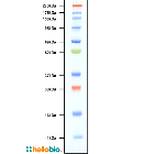 Prestained Protein Ladder (11 – 270 kDa)