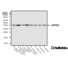 Figure 1. GAPDH expression in various tissue lysates and preparations.