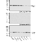 Figure 1. Stripping and re-probing of PVDF membrane using HB9167