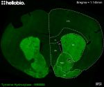 Figure 1. Tyrosine hydroxylase staining in mouse striatum and nucleus accumbens using HB6605.