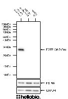 Figure 1. Specific HB6381 staining only in pEGFP-C2 transfected HEK293 cells.