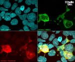 Figure 1. pmCherry-C3 transfected HEK293 cells showing co-localised staining of mCherry and HB6512.