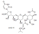 Tunicamycin