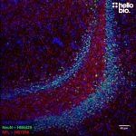 Anti-NeuN antibody ValidAb™