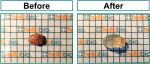 Figure 1. Cleared mouse brain half using HB8771 Tissue Clearing Kit and HB13925 Tissue Clearing Mounting and Storage Solution