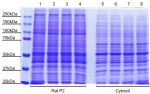 Figure1. Protein expression in rat brain P2 membrane and cytosol fractions.