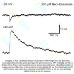 Rubi-glutamate uncaging biological testing | Hello Bio