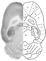 Figure 1. GluN1 histoblot in a horizontal rat brain section using HB7535.