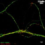 Anti-GluA<sub>1-4</sub> (pan-AMPAR) antibody ValidAb<sup>TM</sup>