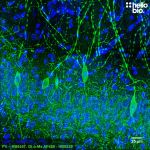 Goat Anti-Mouse IgG H&L (AF488) preadsorbed ValidAb™