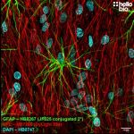 Janelia Fluor® 525 NHS Ester (Succinimidyl Ester)