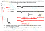 UBP684 (HB1658) effects on GluN1 GluN2A receptors | Hello Bio