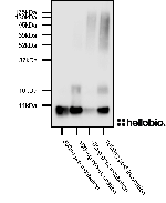 Figure 1. Detection of Aβ aggregation species using HB6580.