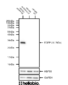 Figure 1. Specific HB6381 staining only in pEGFP-C2 transfected HEK293 cells.