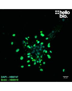 Figure 3. Mixed proliferating and non-proliferating cells in mixed neuronal cultures visualised using HB9919.