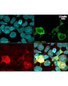 Figure 1. pmCherry-C3 transfected HEK293 cells showing co-localised staining of mCherry and HB6512.
