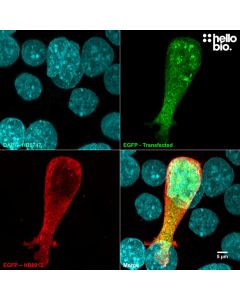 Figure 1. pEGFP-C2 transfected HEK293 cells showing co-localised staining of EGFP and HB8912.