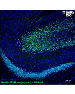 Figure 1. Janelia Fluor 549 conjugated anti-NeuN antibody staining in rat hippocampus