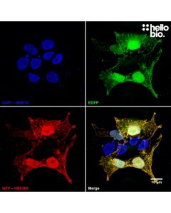 Figure 1. pEGFP-C2 transfected HEK293T cells showing co-localised staining of EGFP and HB8365.