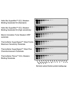 Figure 1. Representative blots for Neurofilament L of SuperBlot<sup>TM</sup> ECL Western Blotting Substrate Kit (High sensitivity) and competitor solutions