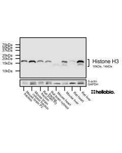 Figure 1. Histone H3 expression in various tissue lysates and preparations.