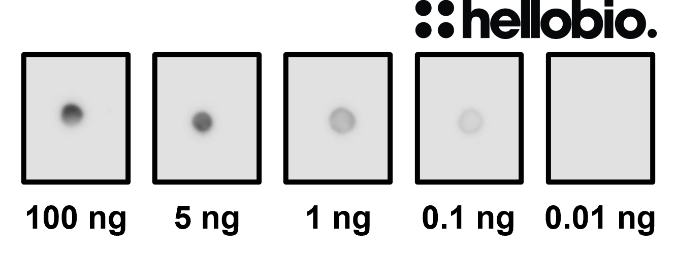 Figure 3. Dot blot of Aβ dilution series using HB9580.