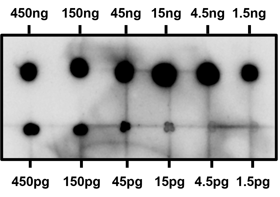 Figure 3. Dot blot for neurofilament L in a complex protein mixture (rat brain cytosol fraction) using SuperBlot<sup>TM</sup> ECL Western Blotting Substrate Kit (High sensitivity)