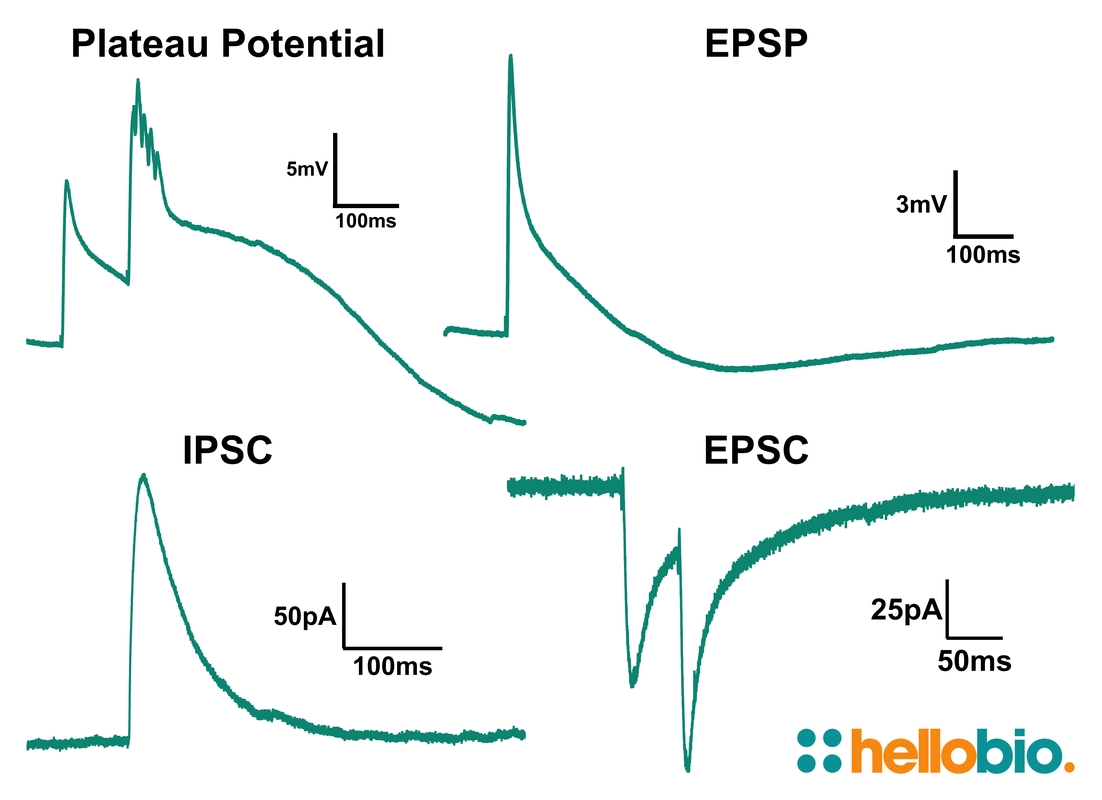 Figure 1. Representative traces of different experiment types carried out in 
aCSF Instant Powder (packets)