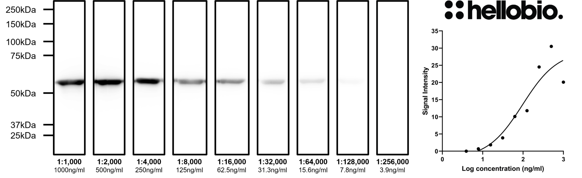 Figure 2. Concentration response of HB6491 staining in a rat brain cytosol preparation