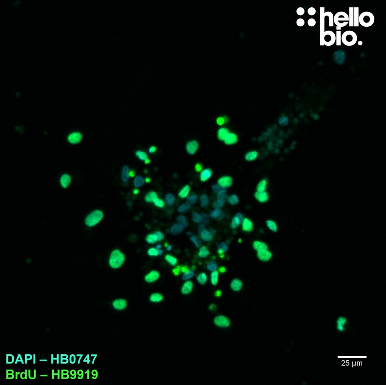 Figure 3. Mixed proliferating and non-proliferating cells in mixed neuronal cultures visualised using HB9919.