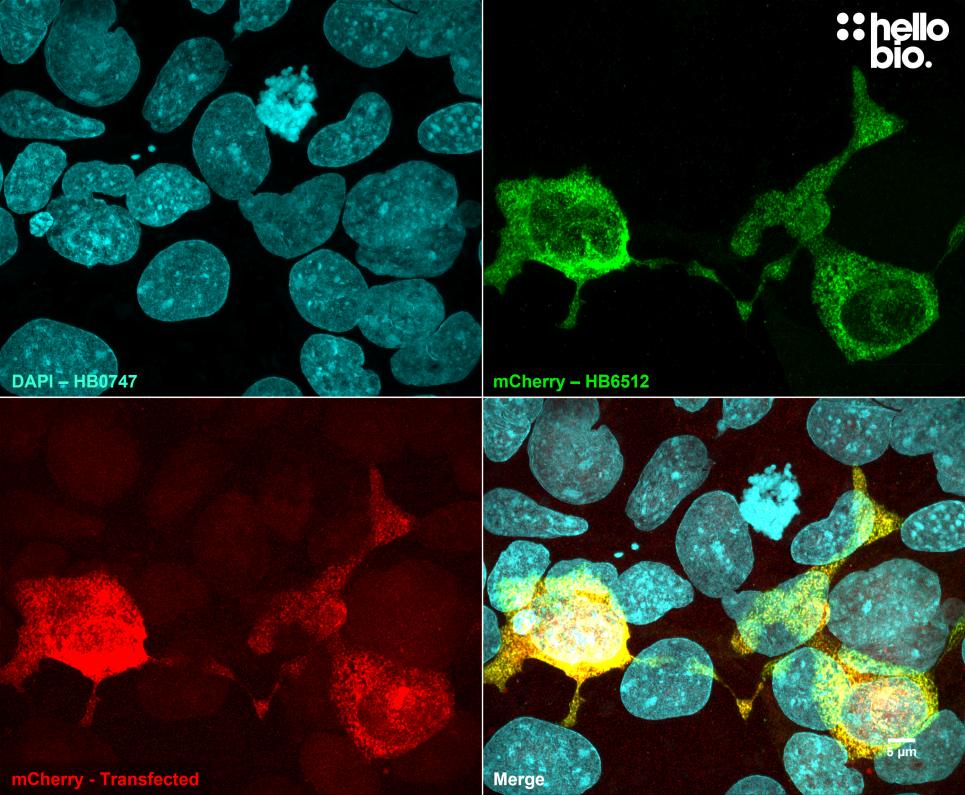 Figure 1. pmCherry-C3 transfected HEK293 cells showing co-localised staining of mCherry and HB6512. 