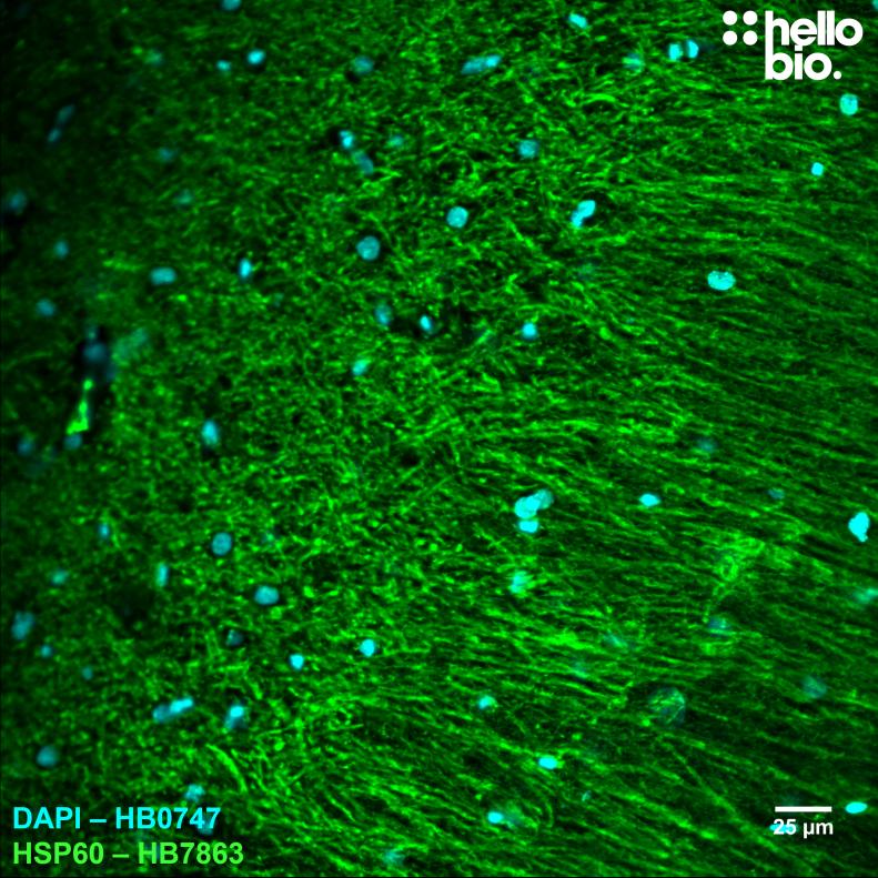 Figure 2. HSP60 expression in rat CA1 visualised using HB7863