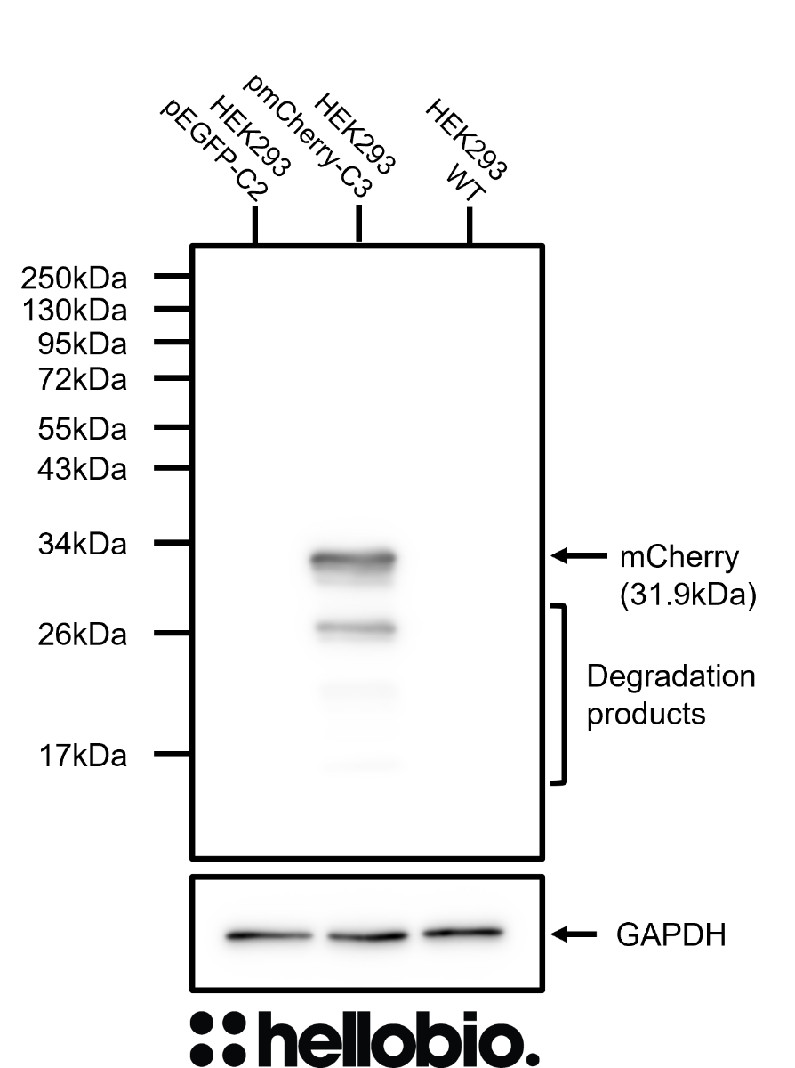 Figure 2. Specific HB6512 staining only in pmCherry-C3 transfected HEK293 cells.