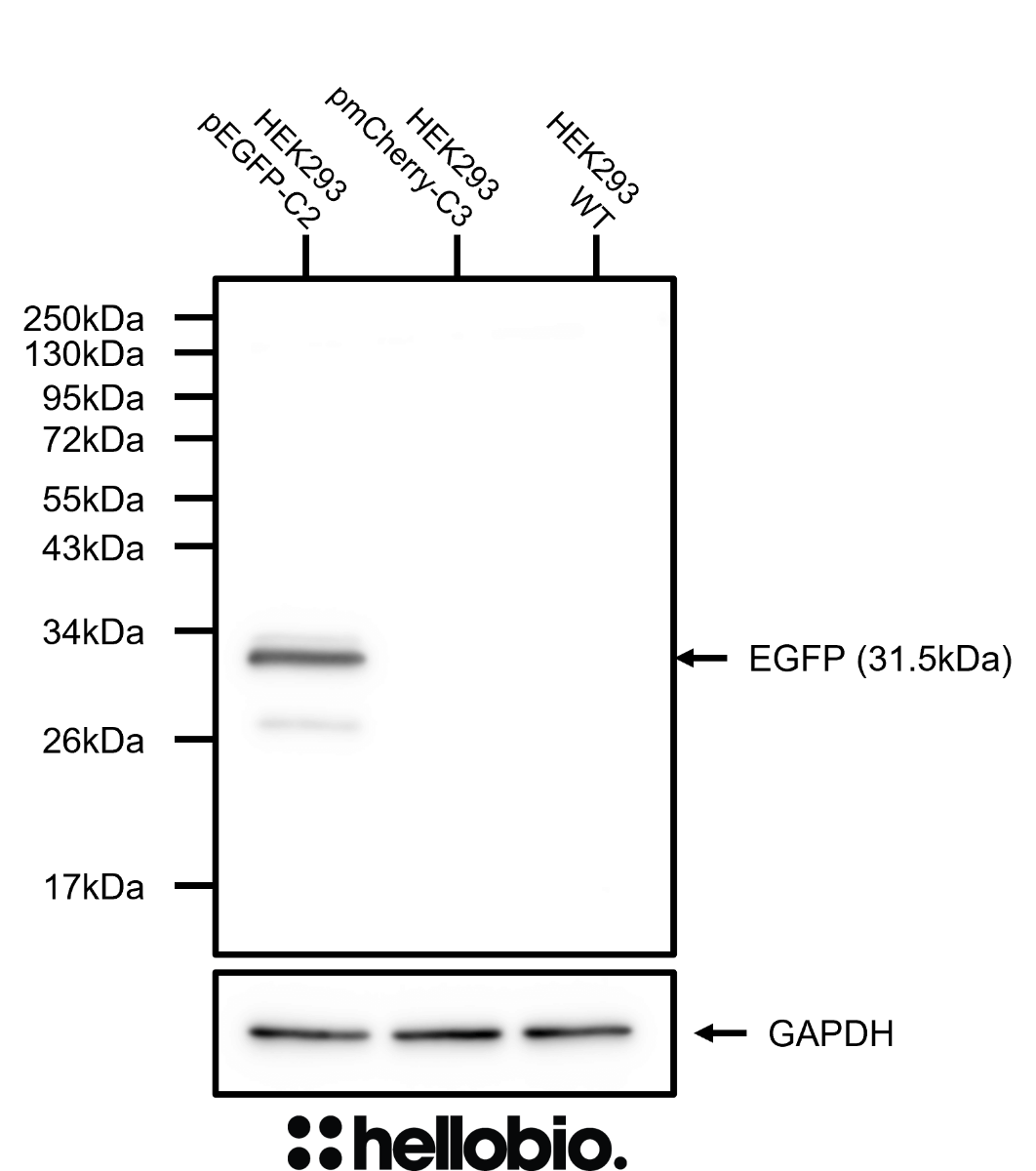 Figure 2. Specific HB8912 staining only in pEGFP-C2 transfected HEK293 cells.