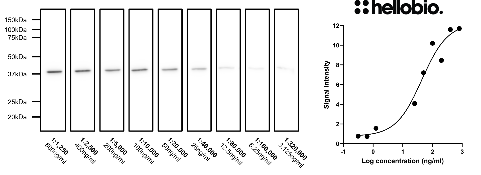 Figure 2. Concentration response of HB9177 staining in a rat brain cytosol preparation. 