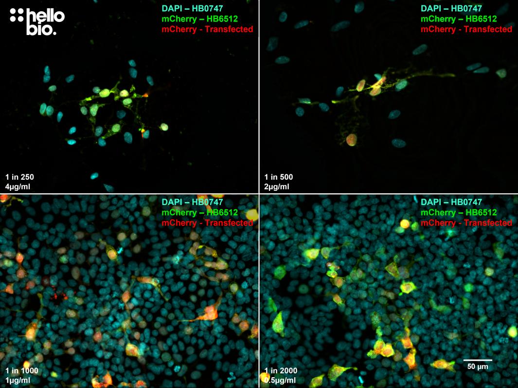 Figure 3. The effect of varying HB6512 concentration upon staining in pmCherry-C3 transfected HEK293 cells. 