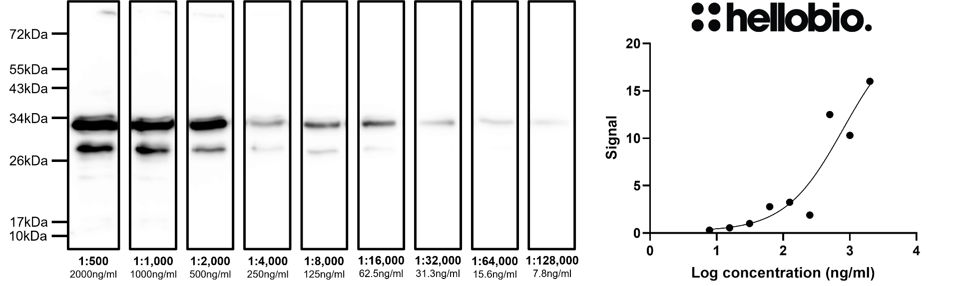 Figure 3. Concentration response of HB8912 staining in pEGFP-C2 transfected HEK293 cells.