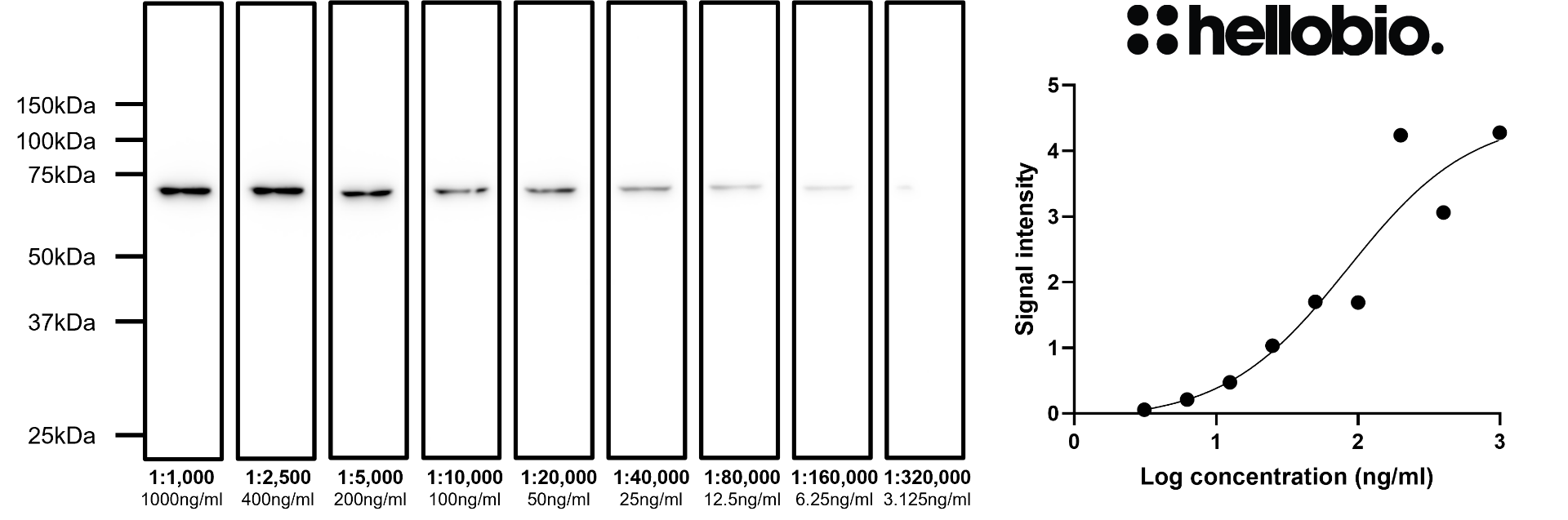 Figure 5. Concentration response of HB6433 staining in a rat brain cytosol preparation. 