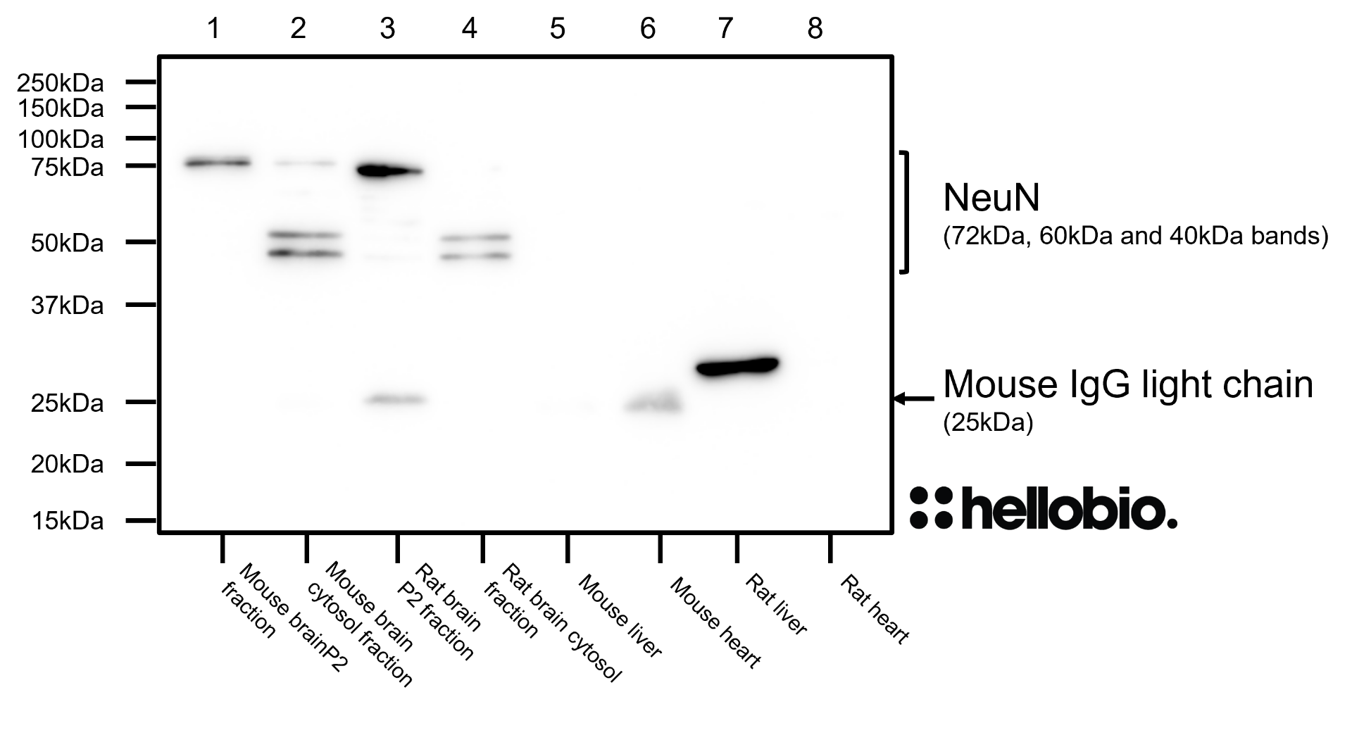 Figure 7. NeuN expression in various tissue lysates and preparations.