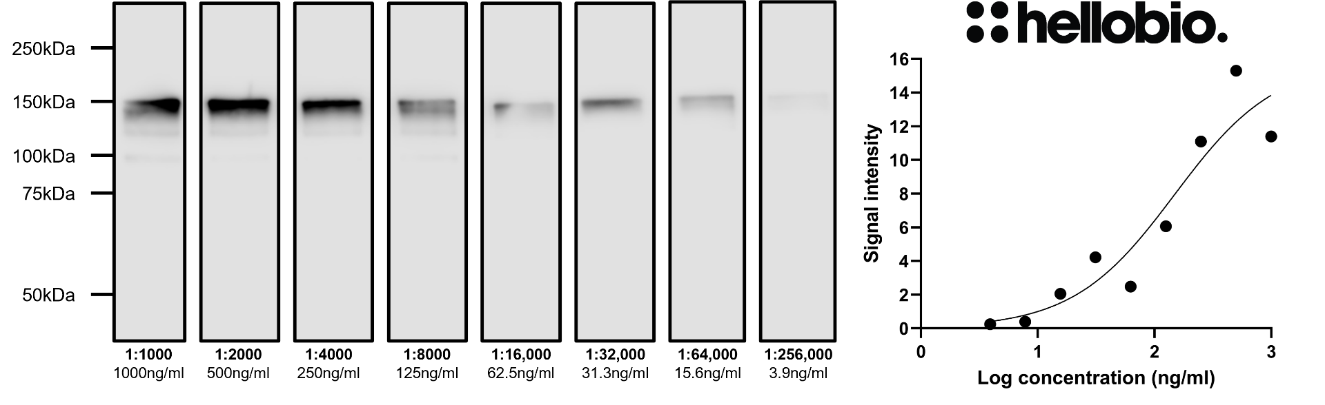 Figure 4. Concentration response of HB7849 staining in a rat brain cytosol preparation. 