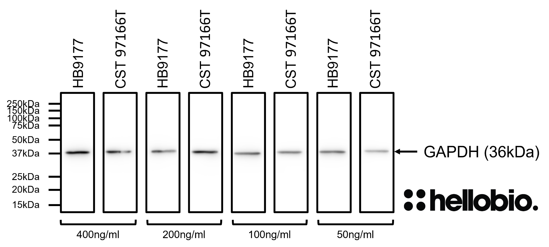 Figure 4. Comparison between HB9177 and 97166T (Cell Signaling Technology) showing equivalent performance. 