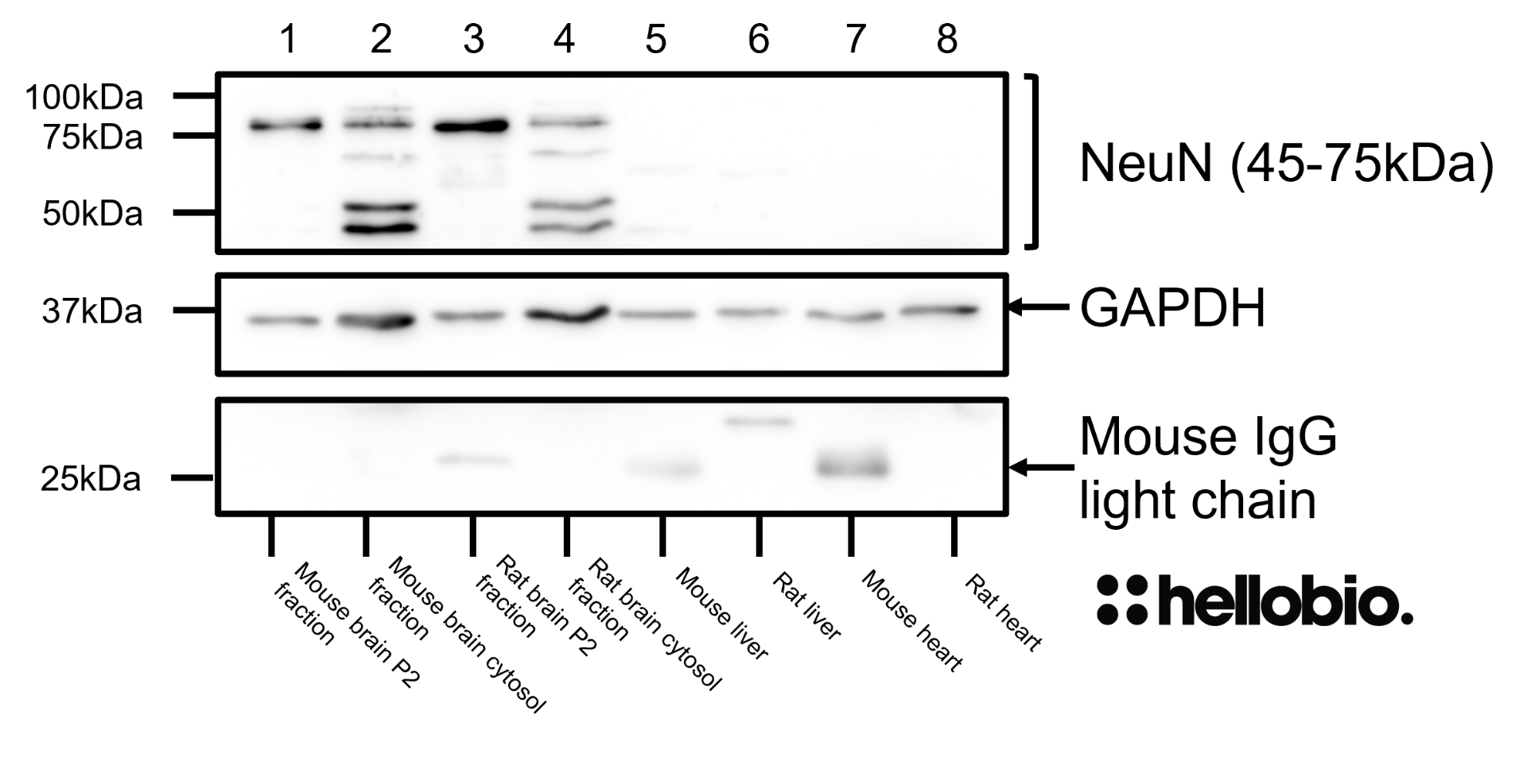 Figure 9. NeuN expression in various tissue lysates and preparations including GAPDH (HB9177) loading control. 